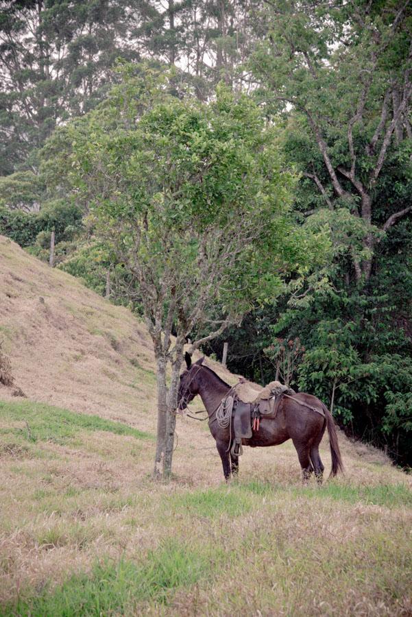 Caballo en el Campo Venecia, Antioquia, Colombia