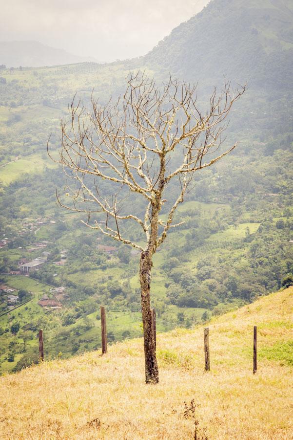 Tronco de Arbol Venecia, Antioquia, Colombia