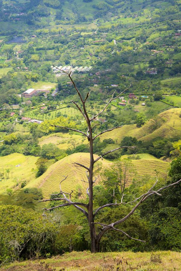 Tronco de Arbol Venecia, Antioquia, Colombia