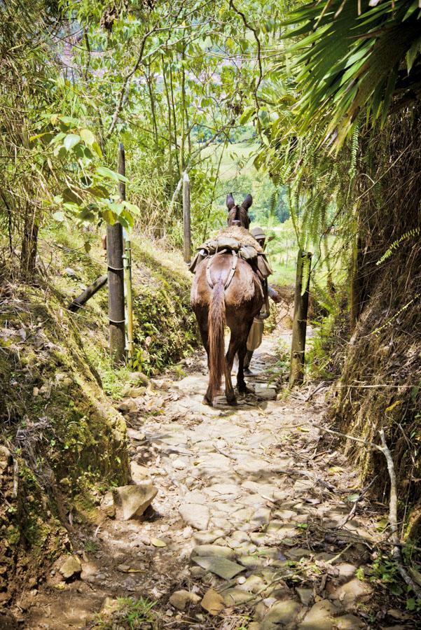 Caballo en un Camino Venecia, Antioquia, Colombia