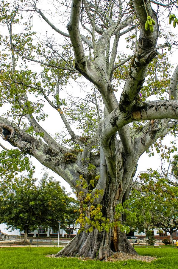 Arbol, Neiva, Colombia