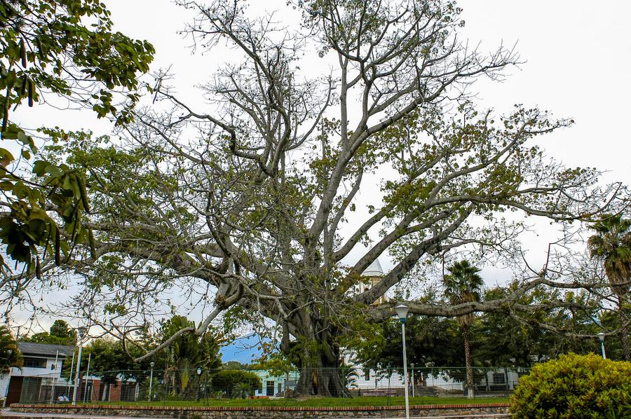 Arbol, Neiva, Colombia