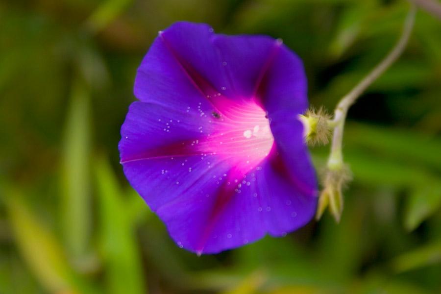 Ipomoea Indica