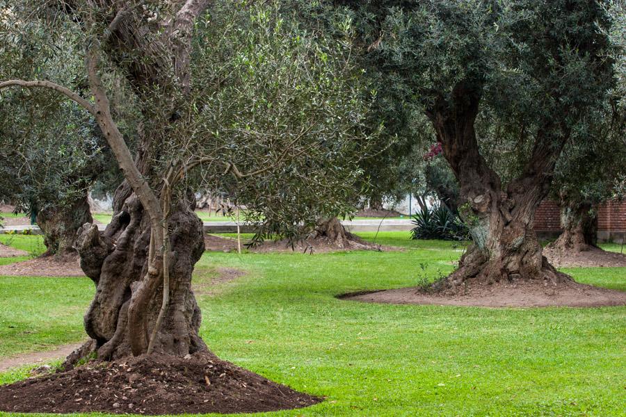 Parque Central - Pintores, Miraflores, Lima, Peru,...