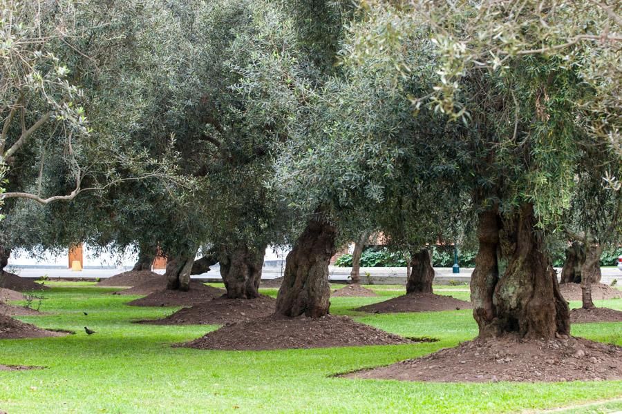 Parque Central - Pintores, Miraflores, Lima, Peru,...