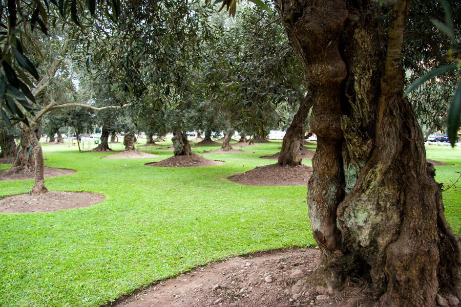 Parque Central - Pintores, Miraflores, Lima, Peru,...