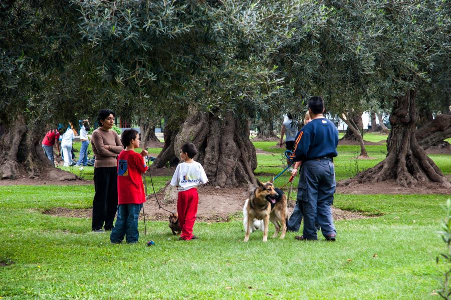 Parque Olivos Lima Peru