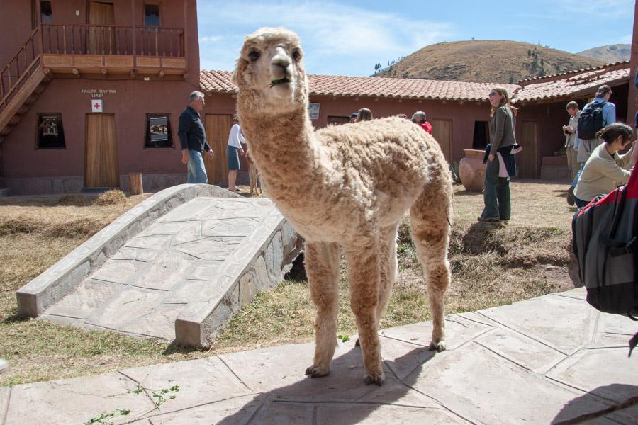 Primer Plano de una Alpaca