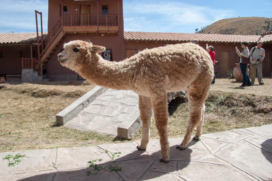 Primer Plano de una Alpaca