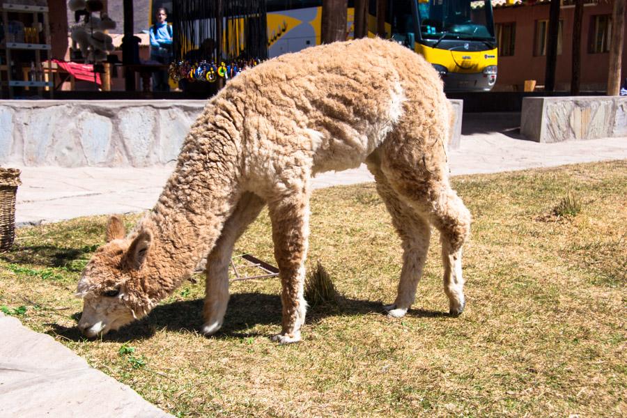 Primer Plano de una Alpaca