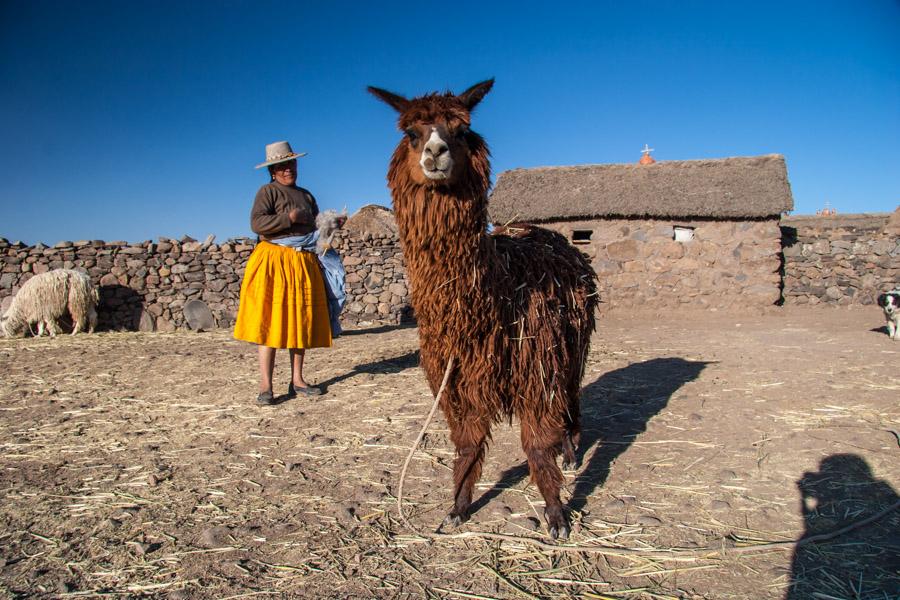 Primer Plano de una Alpaca