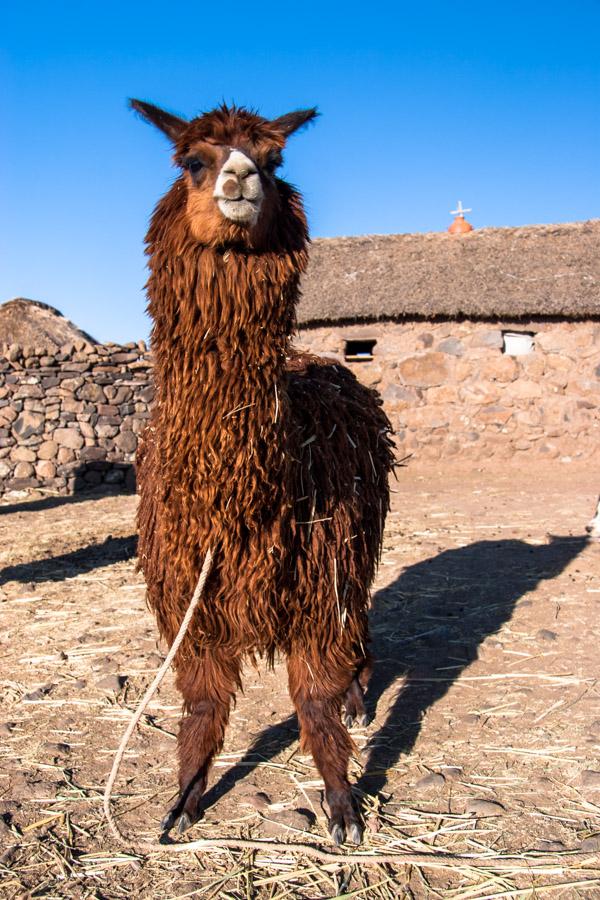 Primer Plano de una Alpaca