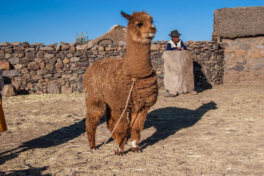 Primer Plano de una Alpaca