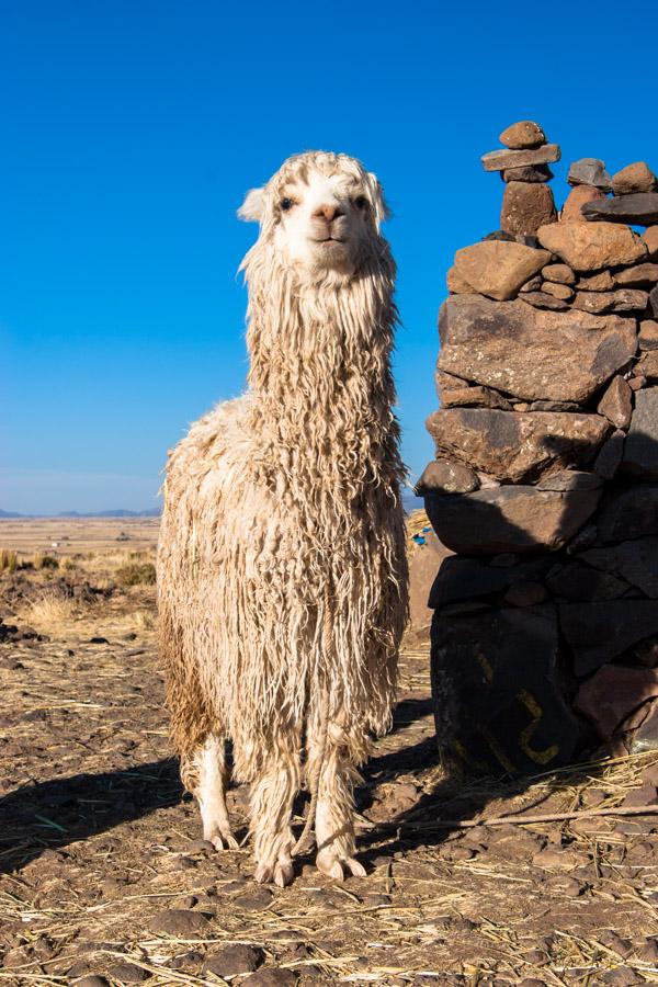 Primer Plano de una Alpaca