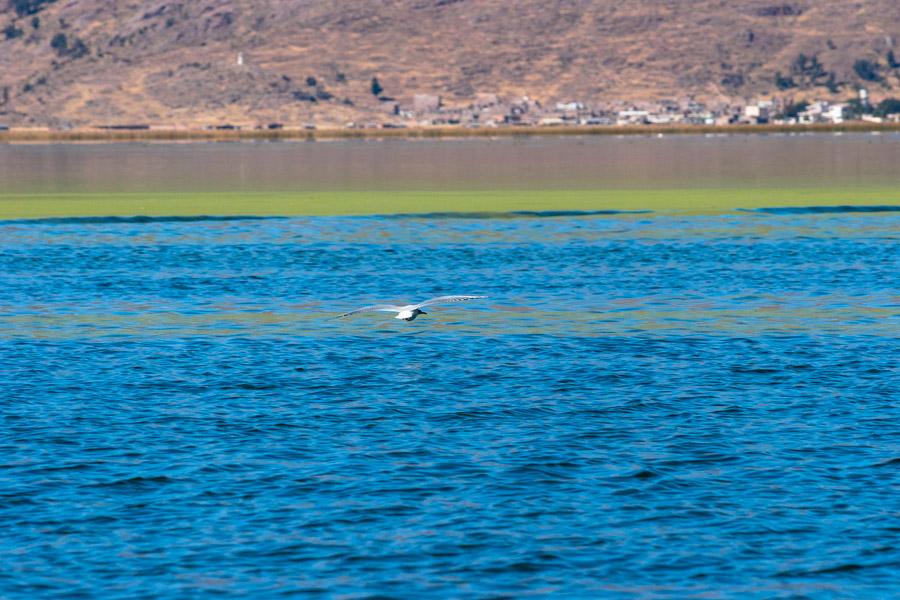 Ave Sobrevolando Lago Titicaca, Provincia del Puno...