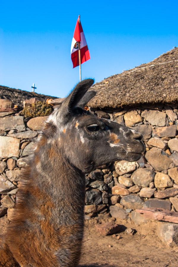 Primer Plano de una Alpaca