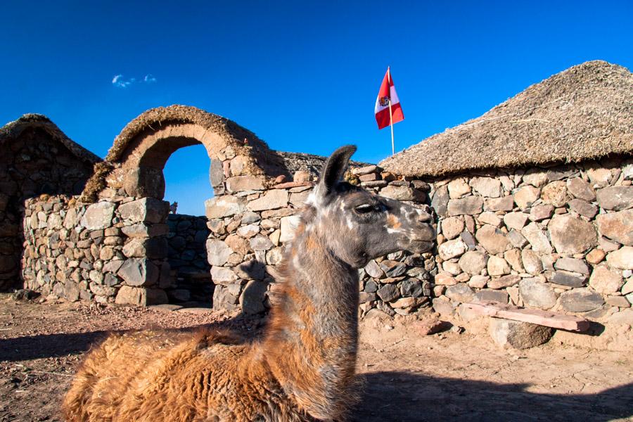 Primer Plano de una Alpaca