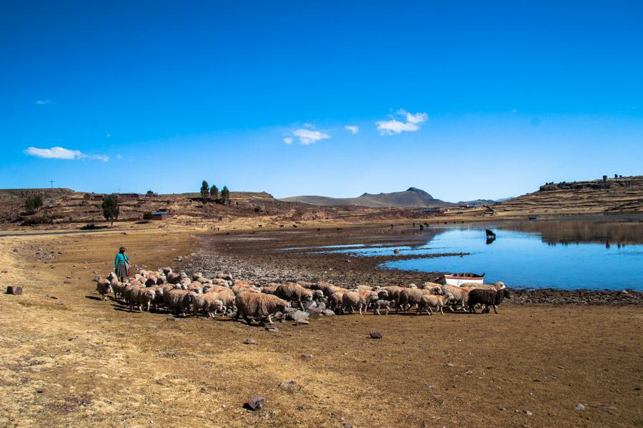 Rebaño de Ovejas Lago Titicaca, Provincia del Pun...