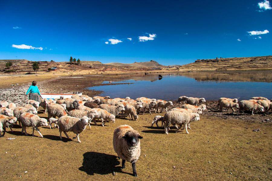 Rebaño de Ovejas Lago Titicaca, Provincia del Pun...