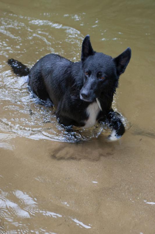 Perro Jugando en el Agua