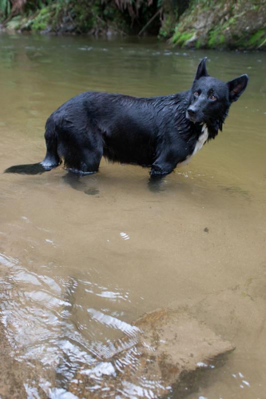 Perro Jugando en el Agua