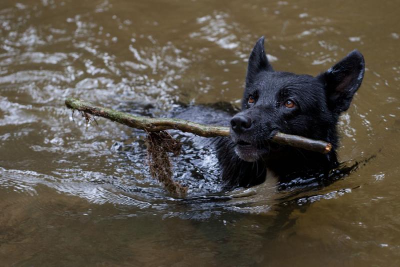 Perro Jugando en el Agua