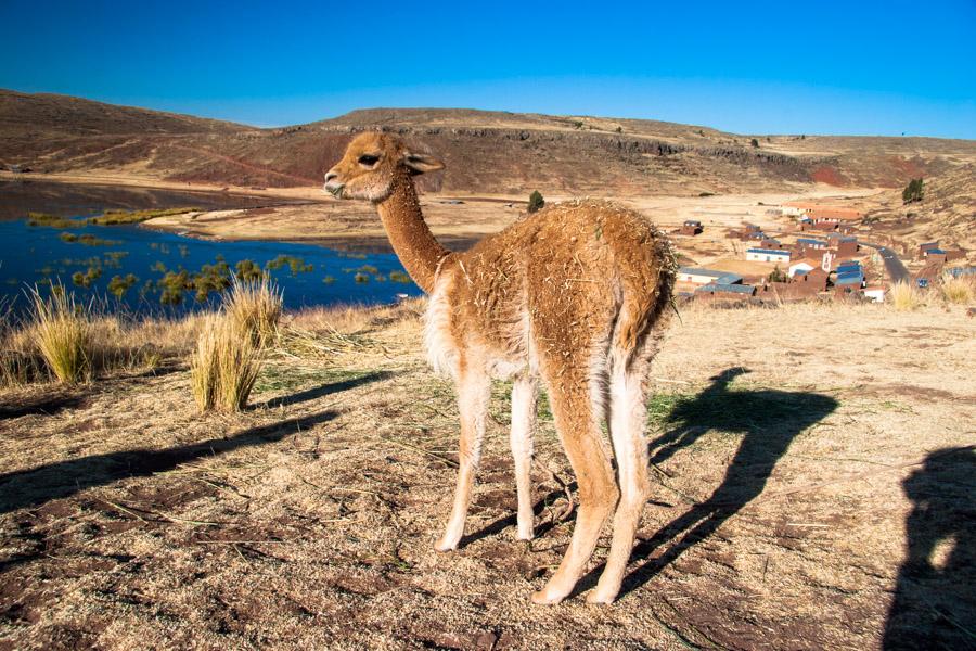 Alpacas