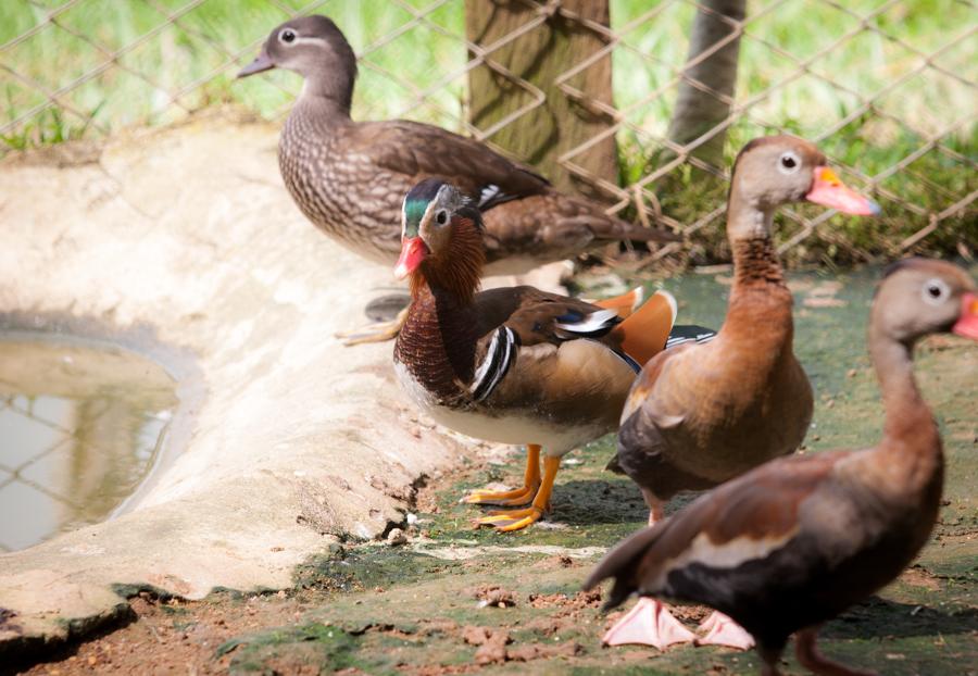 Patos, Zoocriadero Los Caimanes, Montelibano, Corb...