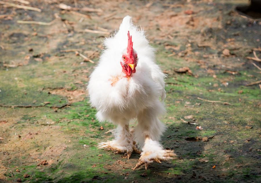 Gallina, Zoocriadero Los Caimanes, Montelibano, Co...