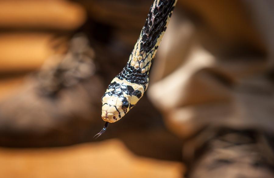 Serpiente, Zoocriadero Los Caimanes, Montelibano, ...