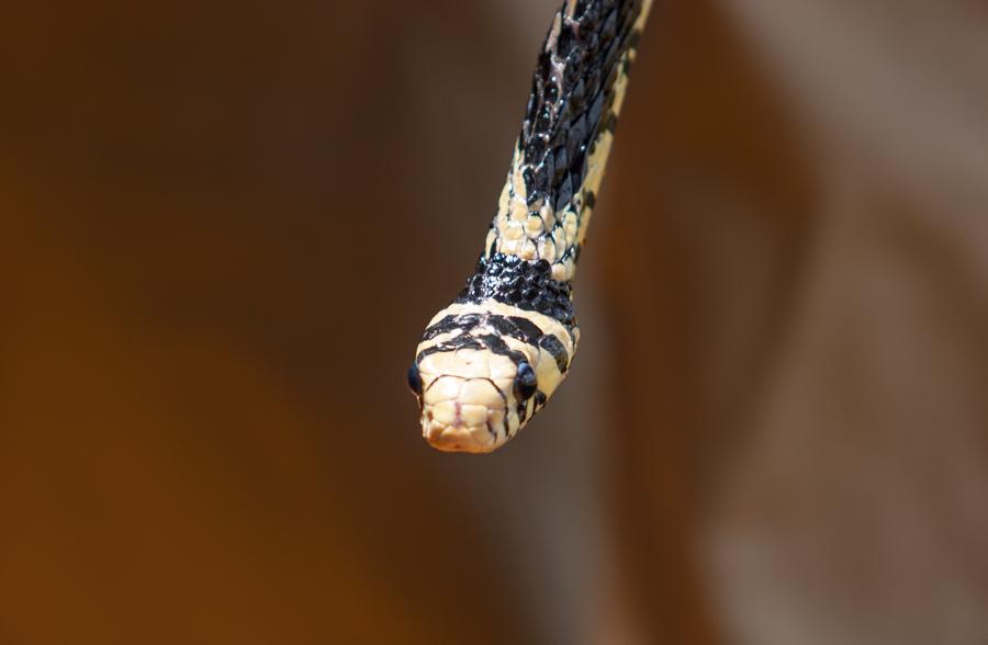 Serpiente, Zoocriadero Los Caimanes, Montelibano, ...