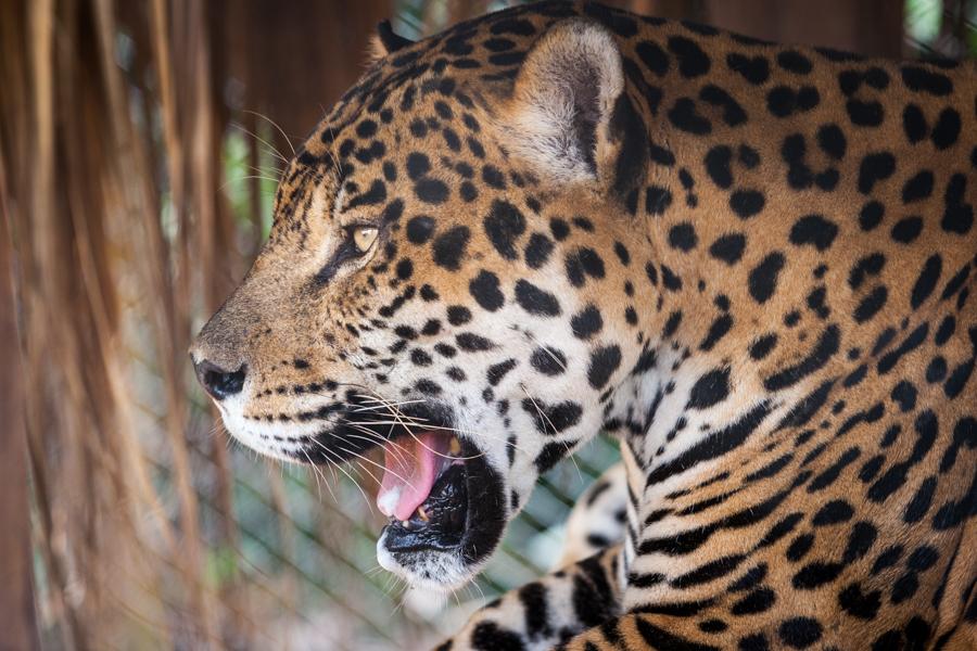 Jaguar, Zoocriadero Los Caimanes, Montelibano, Cor...