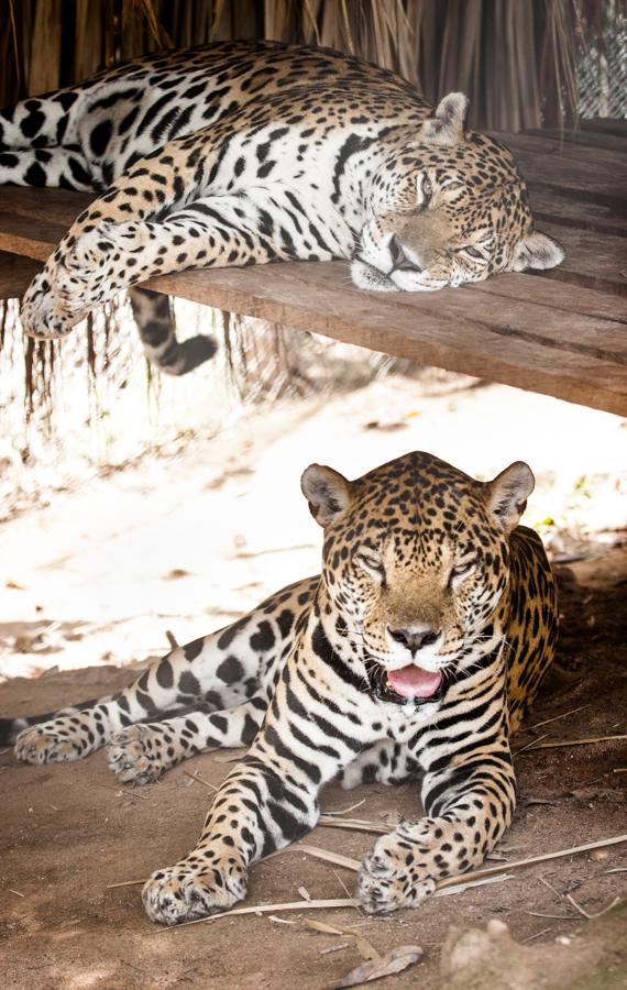 Jaguar, Zoocriadero Los Caimanes, Montelibano, Cor...