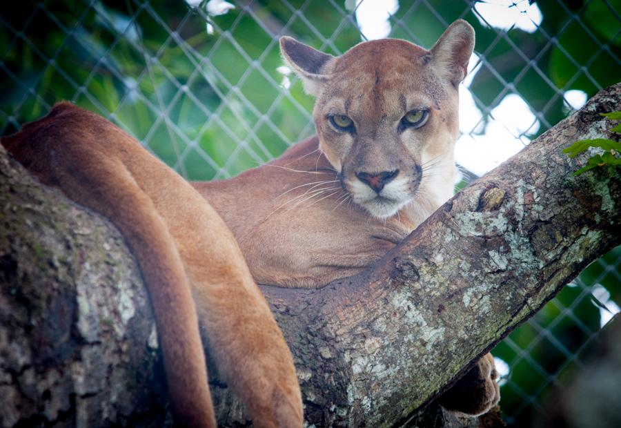 Puma Zoocriadero Los Caimanes, Montelibano, Corbob...