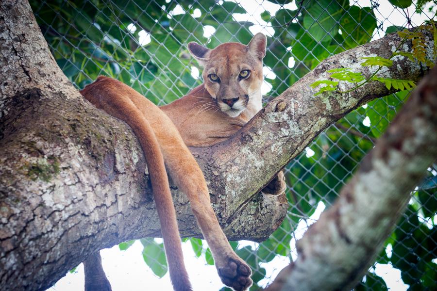 Puma Zoocriadero Los Caimanes, Montelibano, Corbob...