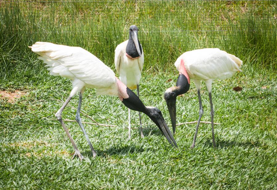 Garzas, Zoocriadero Los Caimanes, Montelibano, Cor...