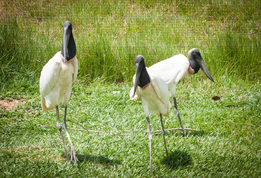 Garzas, Zoocriadero Los Caimanes, Montelibano, Cor...