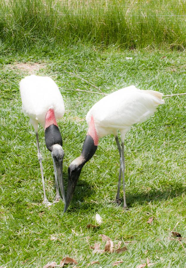 Garzas, Zoocriadero Los Caimanes, Montelibano, Cor...