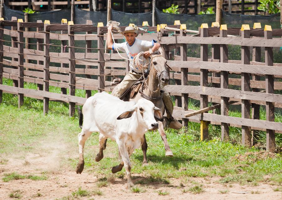 Coleo de Toros, Zoocriadero Los Caimanes, Montelib...