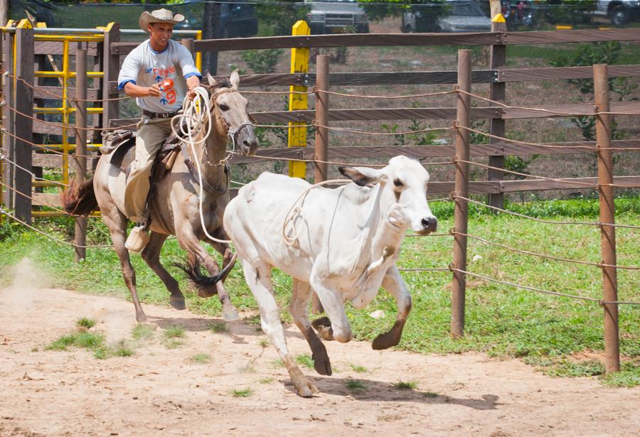 Coleo de Toros, Zoocriadero Los Caimanes, Montelib...