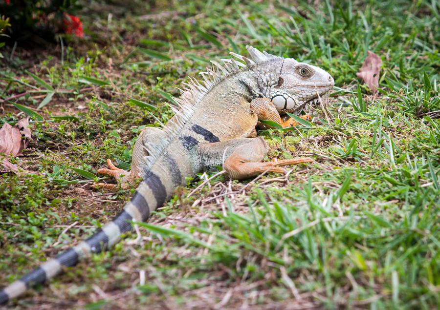 Iguana, Zoocriadero Los Caimanes, Montelibano, Cor...