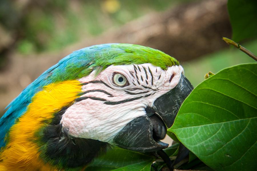 Guacamaya, Zoocriadero Los Caimanes, Montelibano, ...