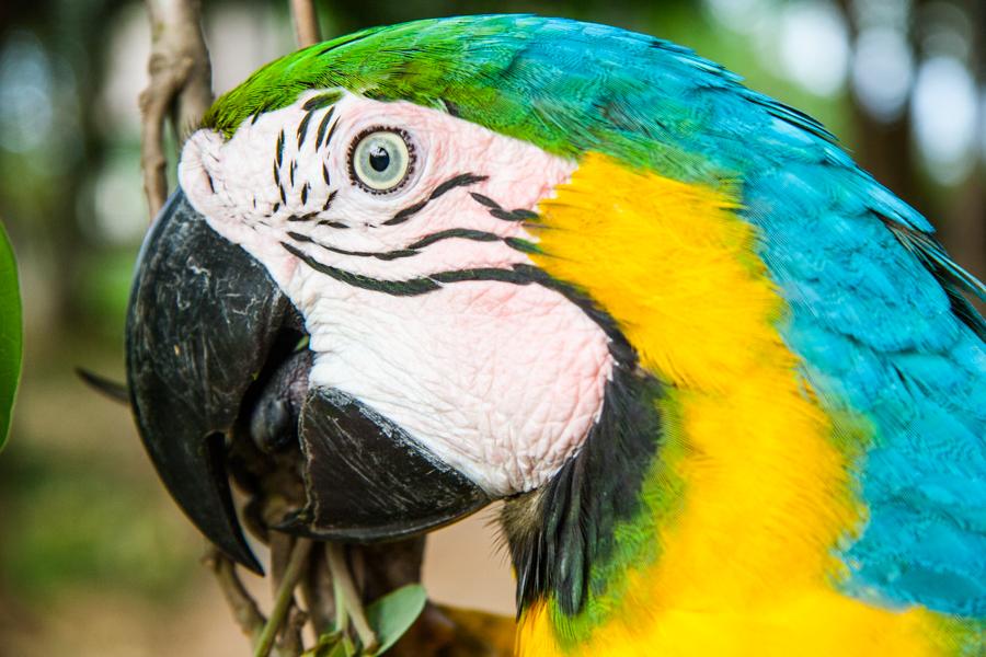 Guacamaya, Zoocriadero Los Caimanes, Montelibano, ...