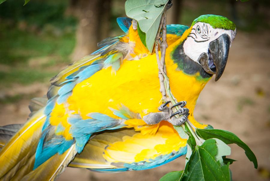 Guacamaya, Zoocriadero Los Caimanes, Montelibano, ...