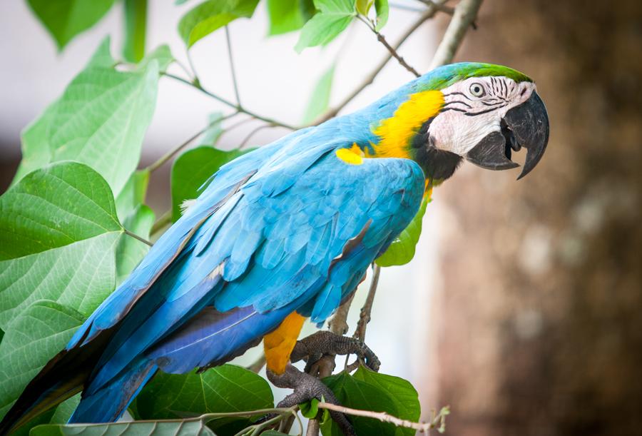 Guacamaya, Zoocriadero Los Caimanes, Montelibano, ...