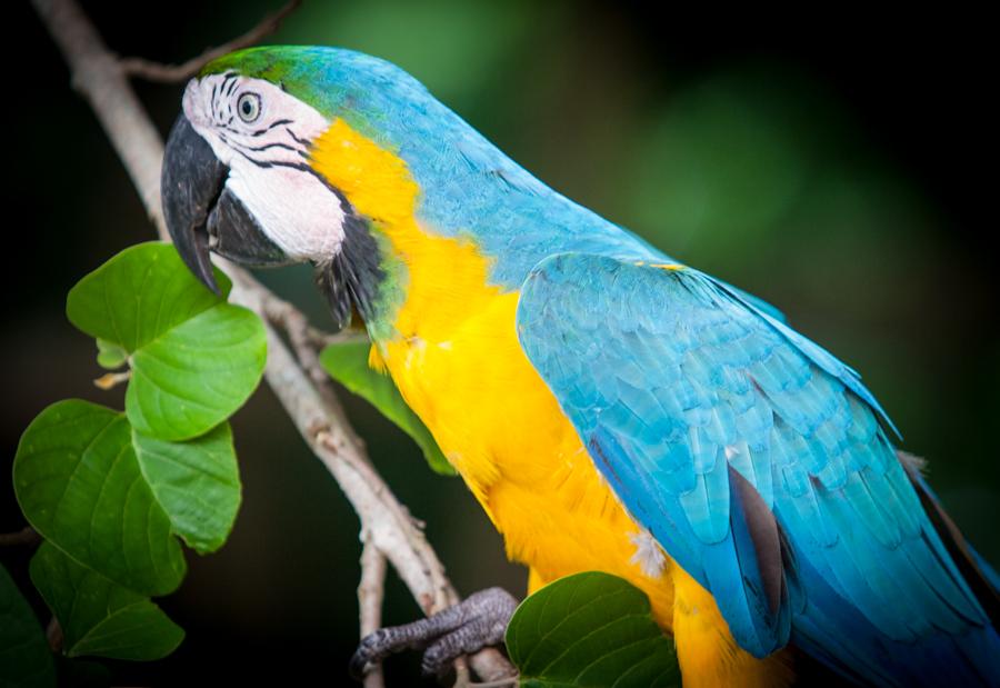 Guacamaya, Zoocriadero Los Caimanes, Montelibano, ...