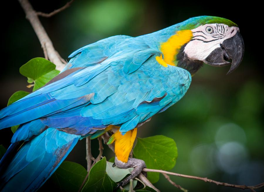 Guacamaya, Zoocriadero Los Caimanes, Montelibano, ...