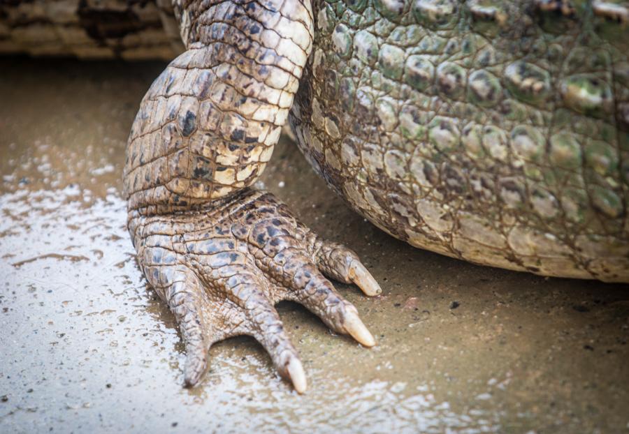 Caiman, Zoocriadero Los Caimanes, Montelibano, Cor...