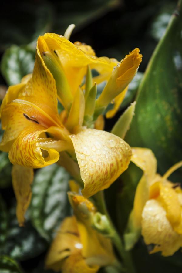 Canna indica