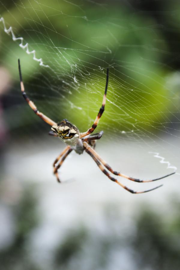 Araña Argiope